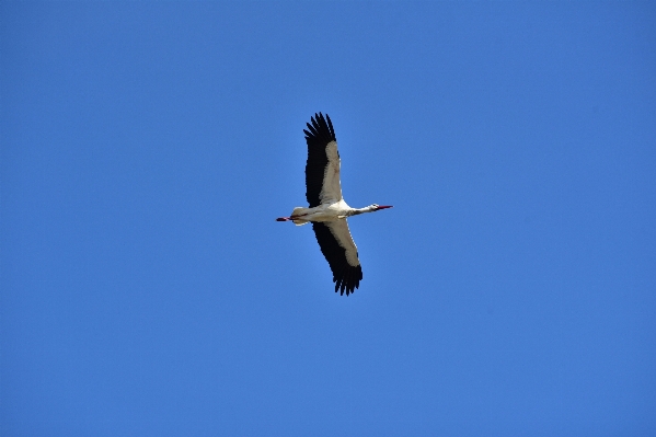 Foto Natureza pássaro asa céu