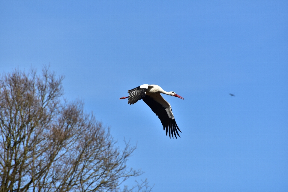 Naturaleza pájaro ala cielo