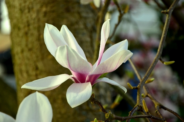 Nature branch blossom plant Photo