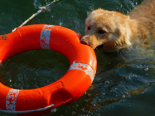 Foto Acqua lago cane muso
