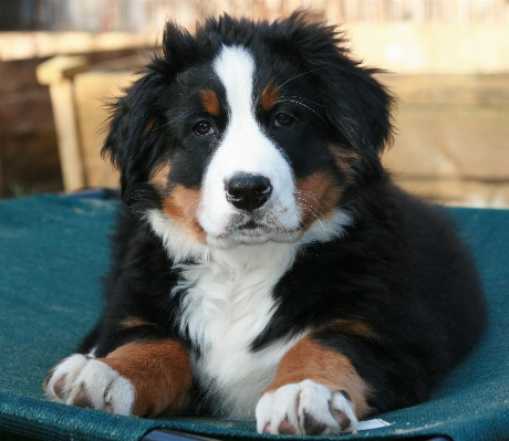 Welpe hund säugetier schließen Foto