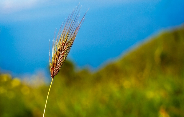 Foto Paisagem natureza grama crescimento