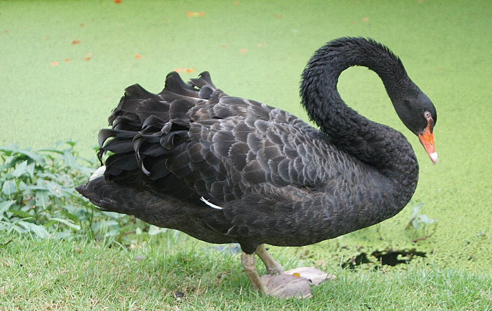 鳥 羽 野生動物 嘴