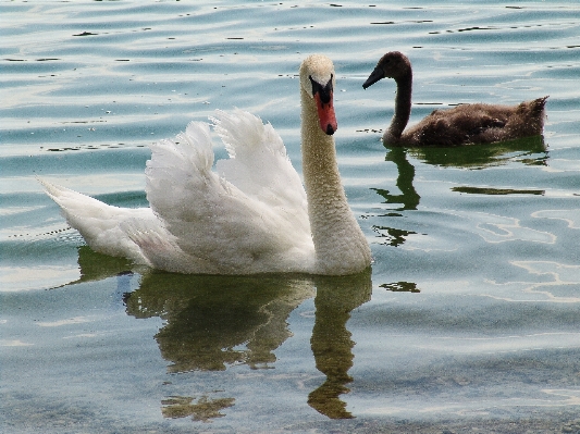 海 水 自然 鳥 写真