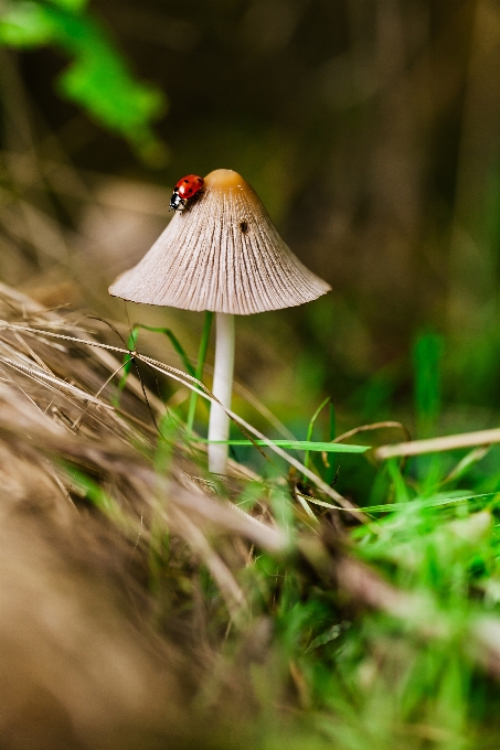 Pohon alam hutan rumput