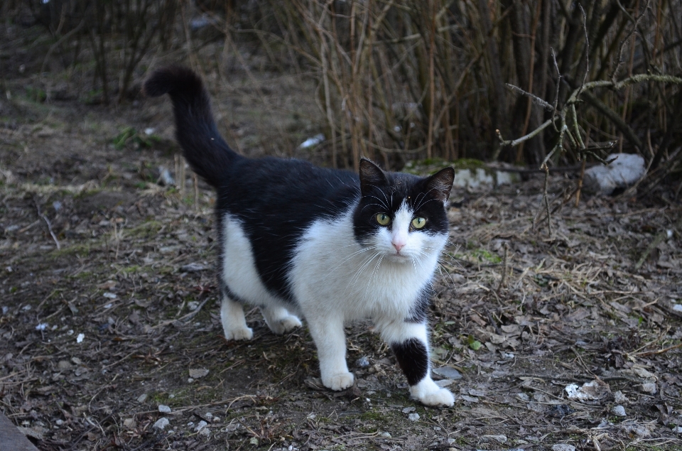 Natur niedlich katze säugetier