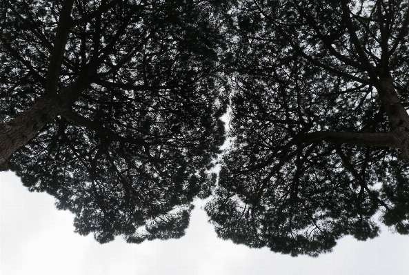 Tree branch snow winter Photo