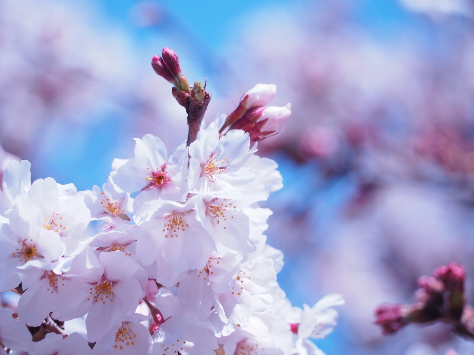 Branch blossom plant flower