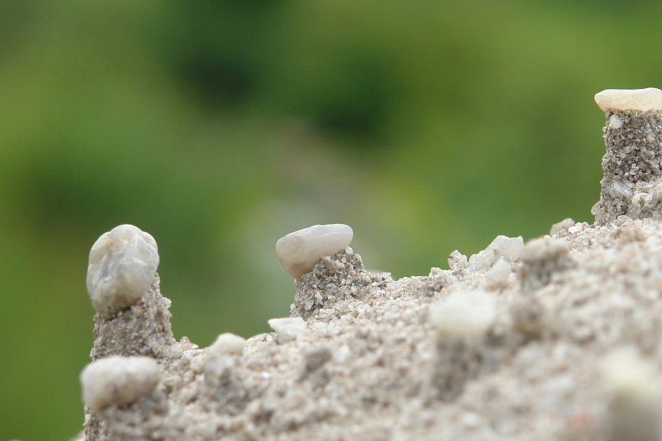 Nature herbe sable bifurquer