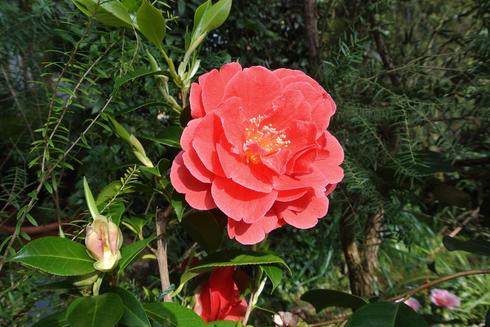 Natura pianta fiore petalo