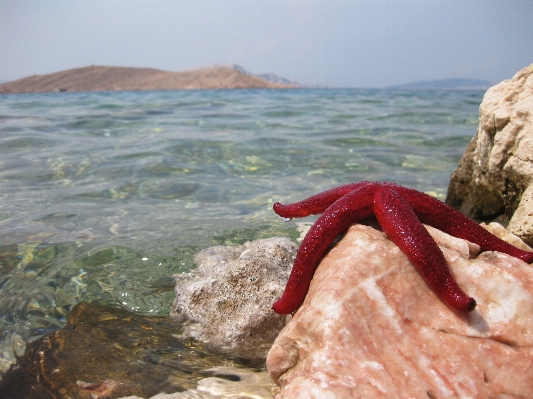 Beach sea water nature Photo