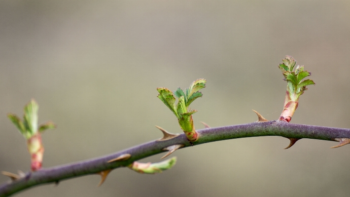 Tree nature branch blossom Photo