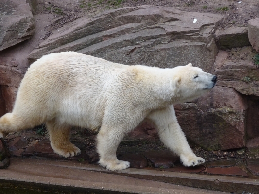 クマ 動物園 哺乳類 fauna 写真