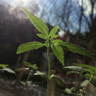 木 自然 植物 葉 写真