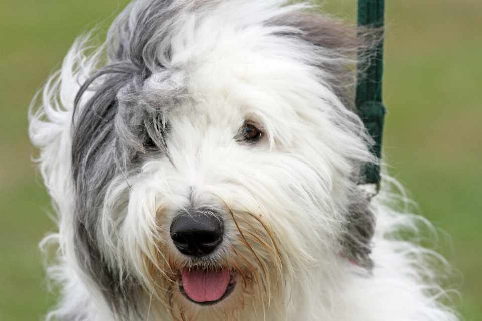 户外的 狗 犬科动物 牧羊犬