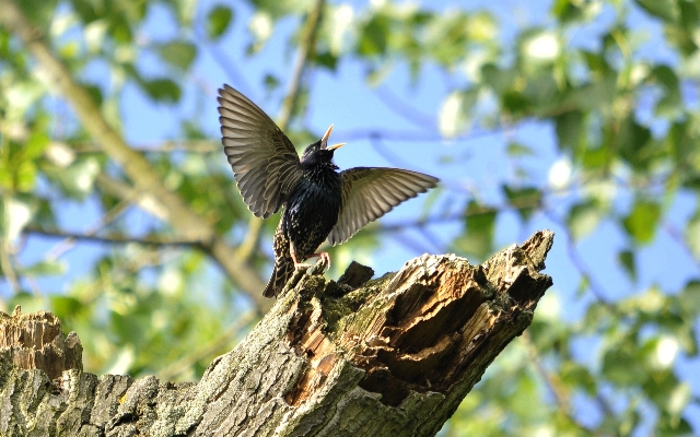 Nature branch bird wing Photo