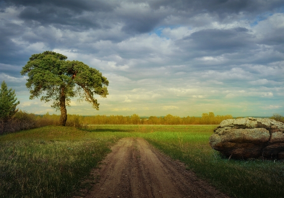 Landscape tree nature forest Photo