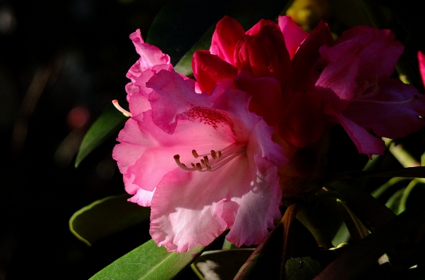 Blossom light plant flower Photo