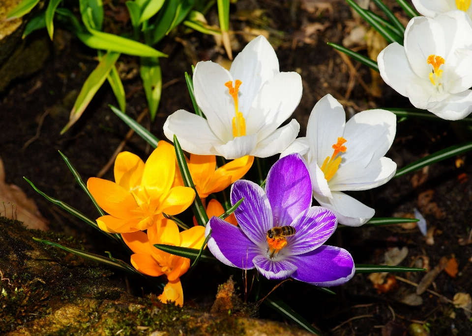 Natur blüte anlage sonnenlicht