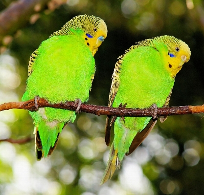 Photo Bifurquer oiseau faune vert