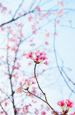 Branch blossom plant sky Photo