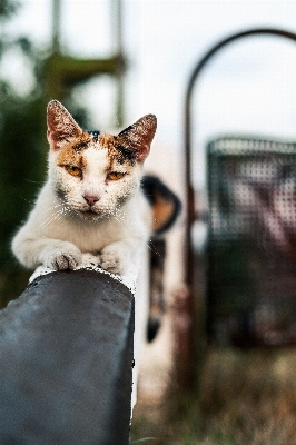 Foto Animale carino guardare domestico