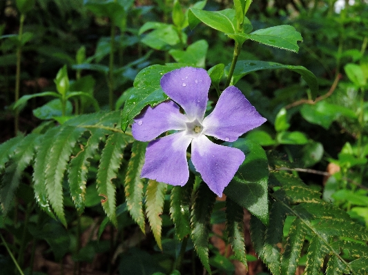 自然 植物 花 紫 写真