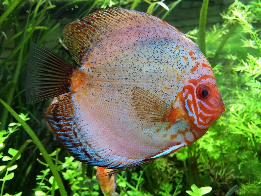 Foto Biologi ikan fauna akuarium