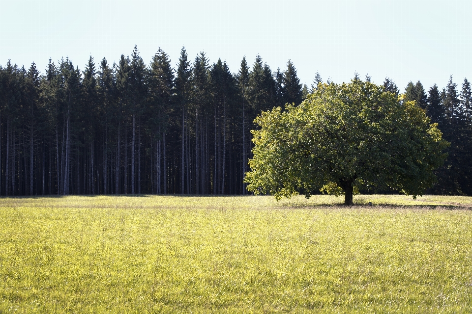 Landscape tree nature grass