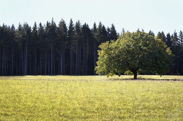 Landscape tree nature grass Photo