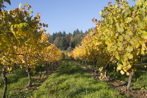 Landscape tree outdoor growth Photo