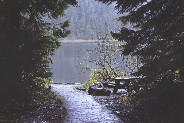 Tree water nature forest Photo