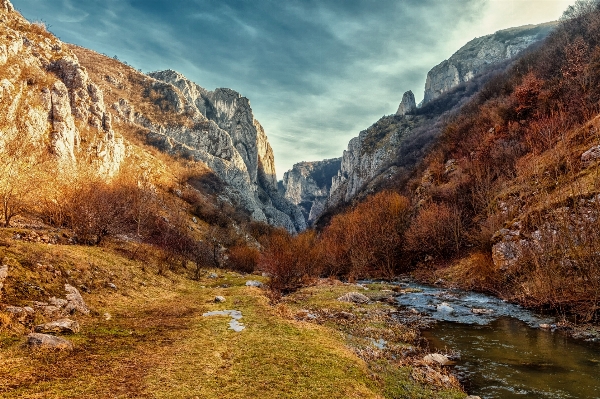 Landscape nature forest grass Photo