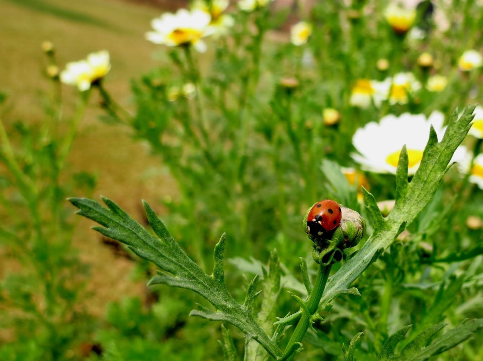 Alam rumput tanaman bidang