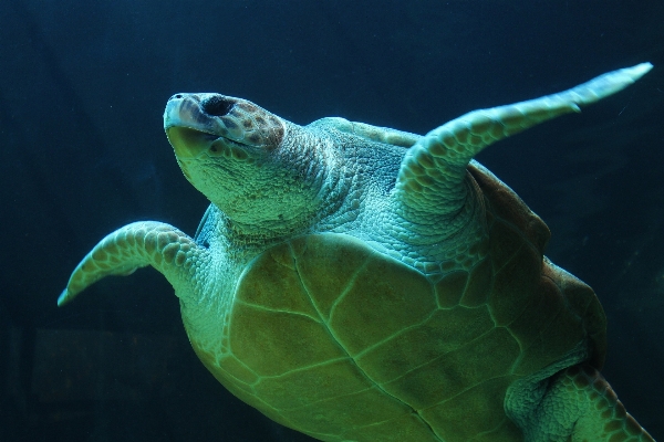 Underwater green biology turtle Photo