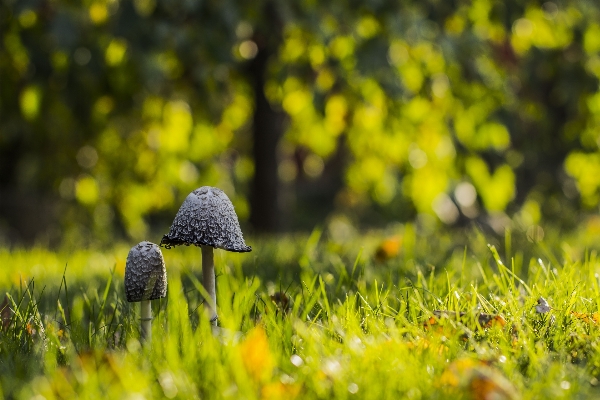 Tree nature forest grass Photo