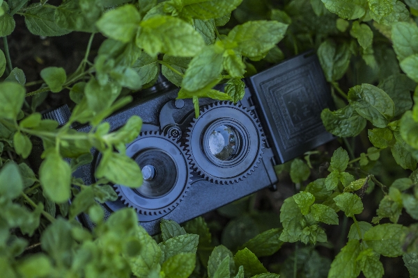 Plant lawn camera plastic Photo