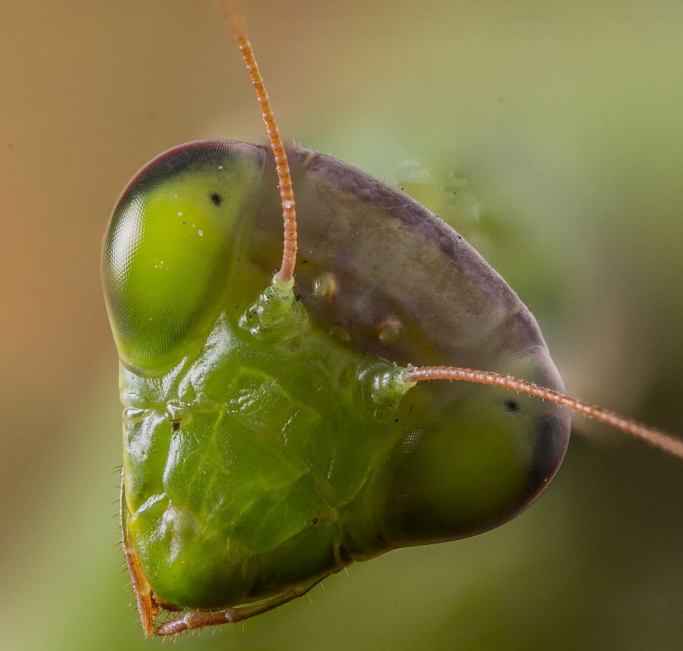 Natura fotografia foglia fiore