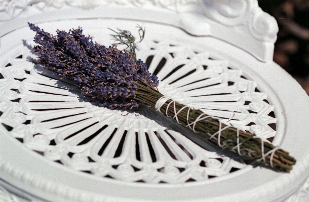 Nature plant white countryside Photo