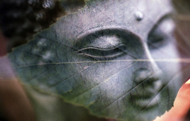 木 植物 写真撮影 葉 写真