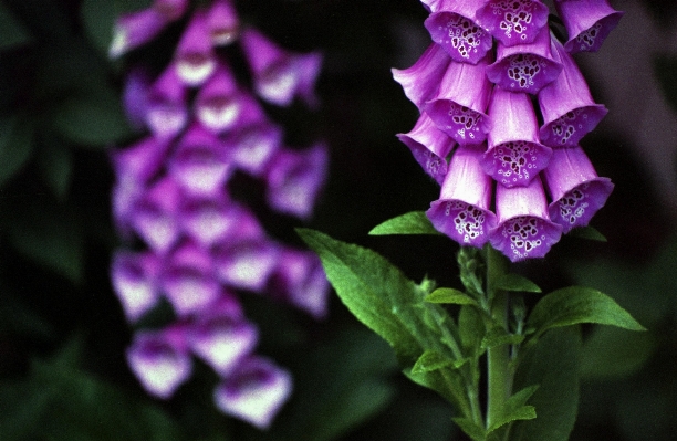 Plant flower purple petal Photo