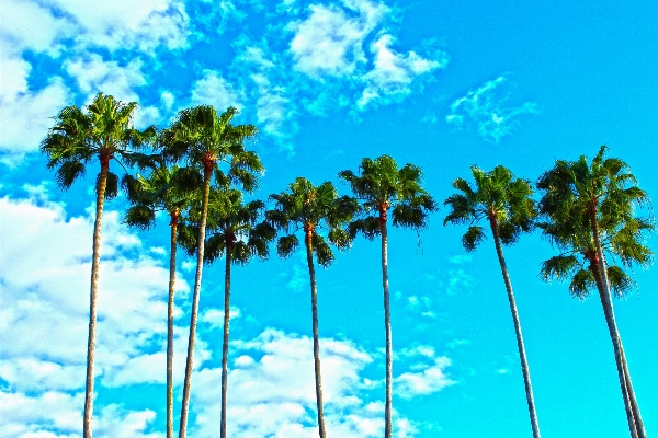 Beach landscape tree branch Photo