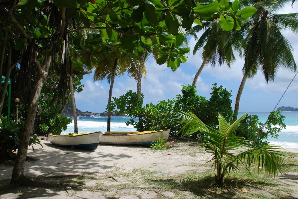 Foto Playa mar árbol agua