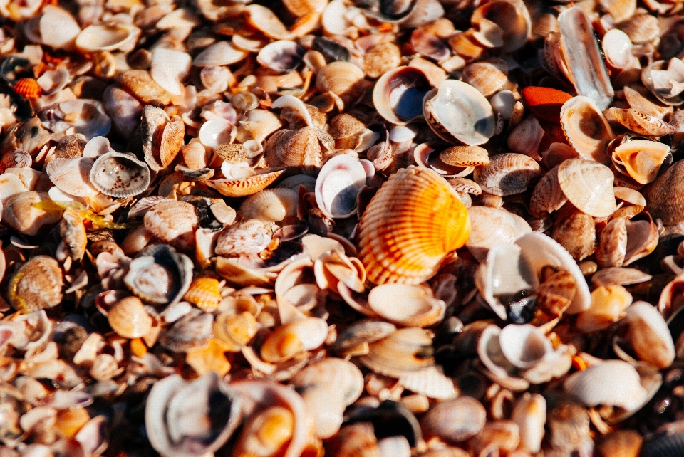 Strand meer ufer orange