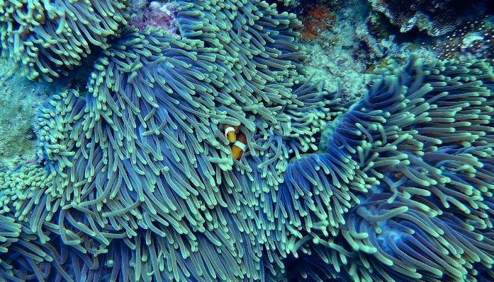 Foto água embaixo da agua biologia coral