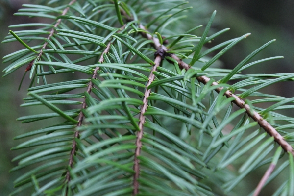 Tree forest branch plant Photo