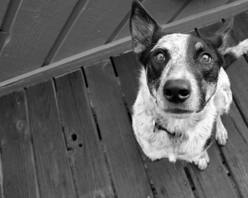 黒と白
 白 子犬 犬 写真