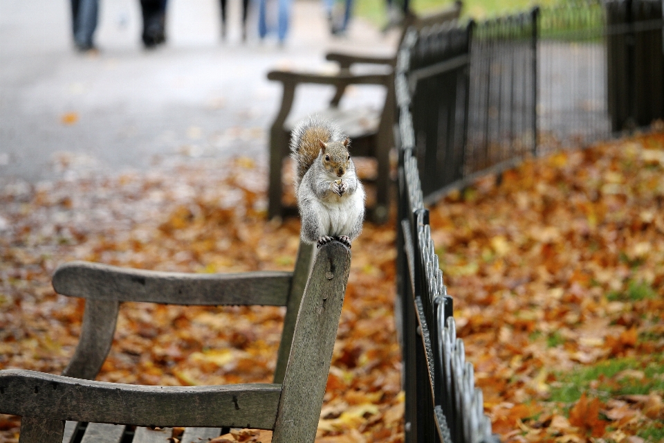 Banc feuille animal sauvage