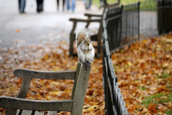 Bench leaf animal wild Photo