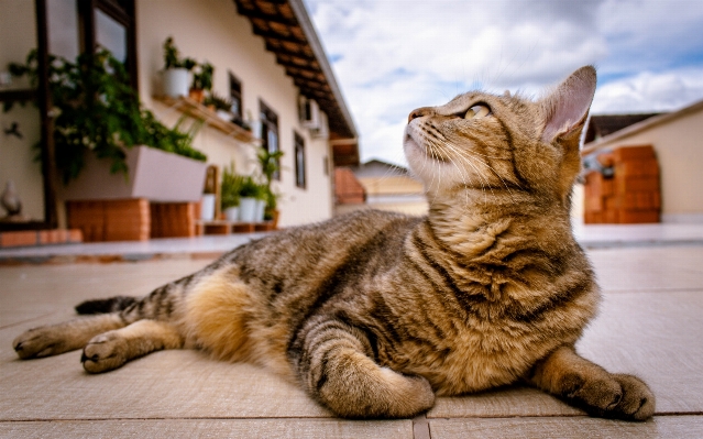 Photo Animal de compagnie chaton chat mammifère